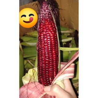 Combo 10 trái bắp đỏ nữ hoàng