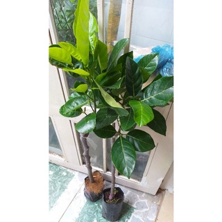 bầu cây mít thái siêu sớm, cây đẹp, cao 80cm.