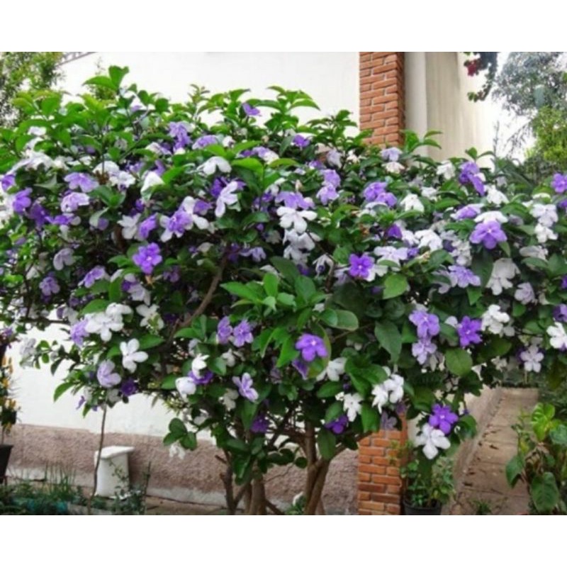 Cây nhài nhật như ảnh.ảnh thật