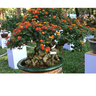 Hạt Giống Hoa Ngũ Sắc Mix - 50 hạt