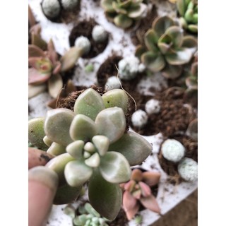 10 cây sen đá vỉ Đà Lạt