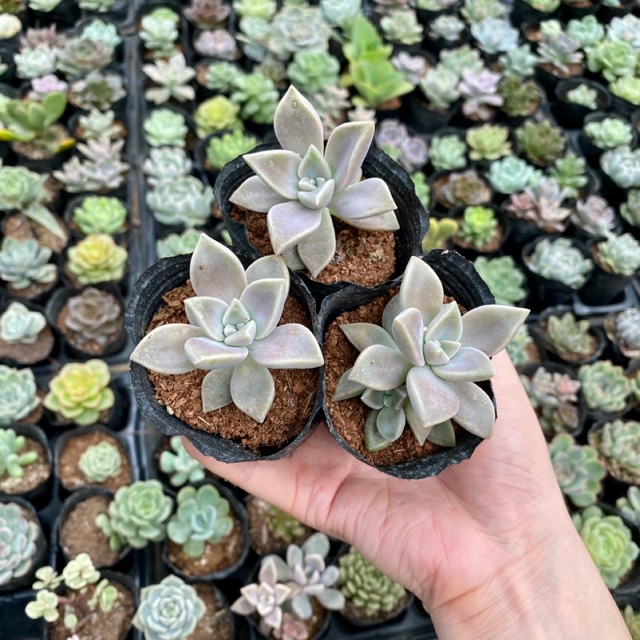 Sen đá đá ma size 4cm (dễ trồng, full nắng mưa)