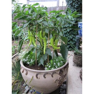 [Siêu khuyến mại] (100 hạt) Hạt giống ớt sừng trâu