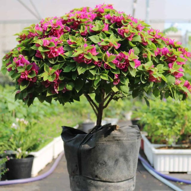 Cây Bông Giấy Mỹ Bông Khủng