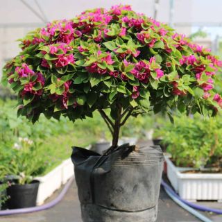 Cây Bông Giấy Mỹ Bông Khủng