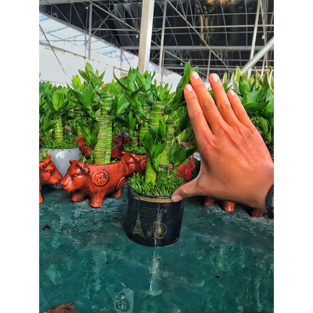 Cây Trúc phú quý, cây trúc phát tài  cây cao 20-25cm cây sức sống khỏe thích hợp để bàn làm việc