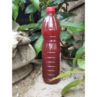 Vi sinh quang hợp psb/ thiết lập vi sinh, tạo môi trường nước lý tưởng
