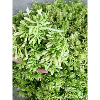 Hoa đu đủ đực Ngâm mật ong
