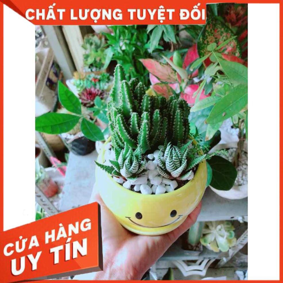 Chậu Xương Rồng Thanh Sơn+ Móng Rồng Nhiều Người Mua