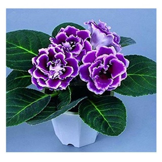 Cây Giống Tử La Lan( combo 4 cây)