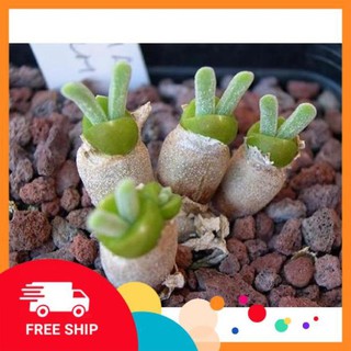 hạt gióng cây tai thỏ mix màu NL