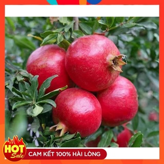 Cây Lựu Đỏ Lùn Ai Cập Giống Nhập Ngoại Cây Chiết Nhanh Cho Quả