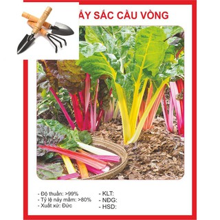 Hạt Giống Cải Bảy Sắc Cầu Vồng 50 Hạt TẶNG BỘ DỤNG CỤ MINI