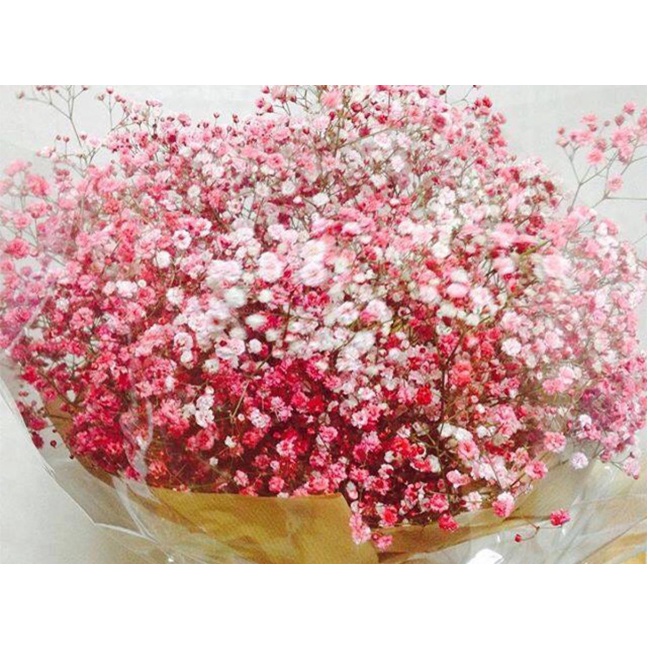 Shop 1K - HẠT GIỐNG HOA HOA BABY MIX - Tặng thuốc kích hạt nảy mầm nhanh + Hướng dương siêu Lùn
