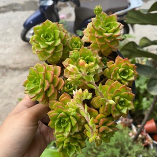 SEN ĐÁ XANH NGỌC CHẬU LỚN 20cm - TẶNG 500gram ĐẤT TRỒNG SEN ĐÁ