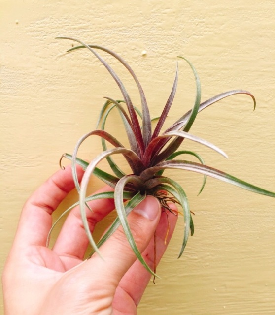 Cây không khí Tillandsia capitata var domingensis(lá đỏ)