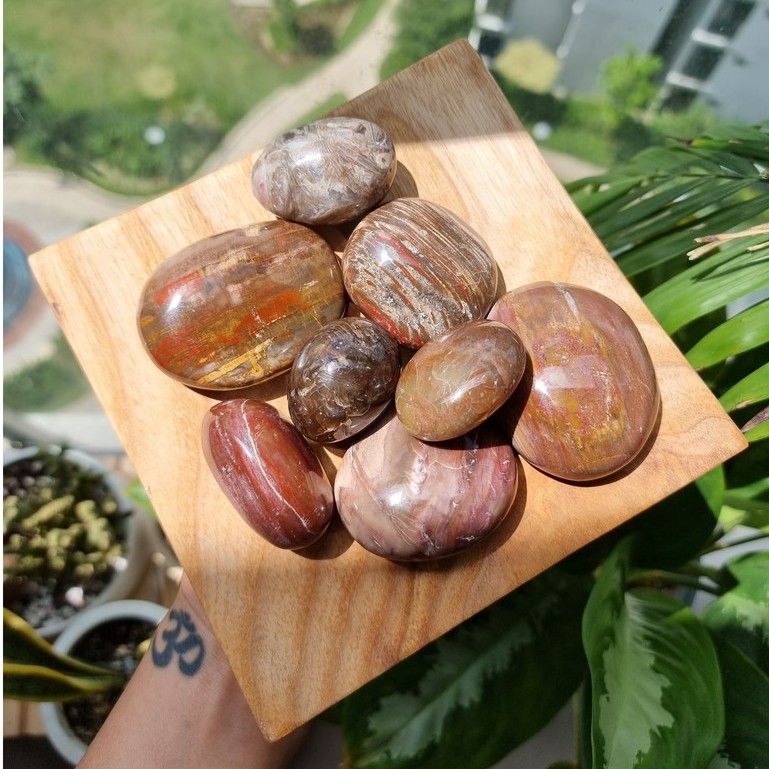 Viên Gỗ hóa thạch (Petrified Wood Palm), đá thanh tẩy tarot, reiki, phong thủy
