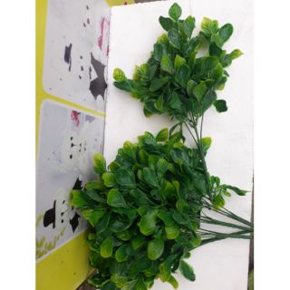 1 cụm lá 5 nhánh