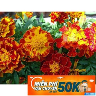 50 Hạt giống Hoa Cúc Vạn Thọ Pháp (tặng gói kích nẩy mầm và hướng dẫn) LuckyseadTG