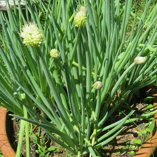 1gram HẠT GIỐNG HÀNH LÁ CAO SẢN