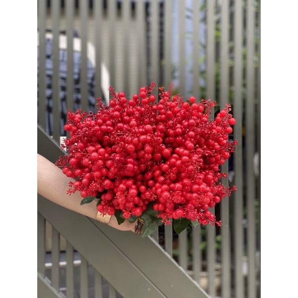 Bụi đào đông ngắn TRÁI TO 7 nhánh