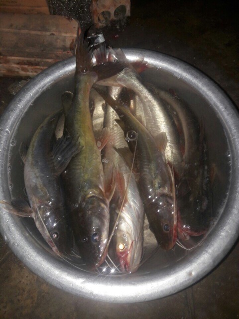 Mồi thuốc cá lăng hu 500g | BigBuy360 - bigbuy360.vn