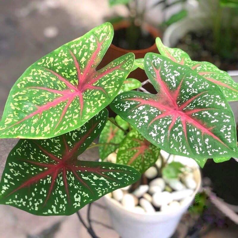 Cây môn Caladium Heart's Delight