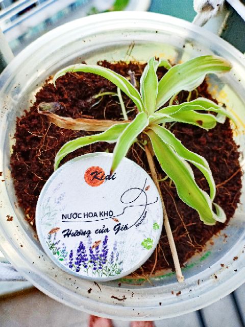 🌕[BEO SHOP] - [Nước hoa khô Kidi]-Tôi có bạn với cỏ cây. Tặng nước hoa mini hoặc trà hoa mix | Thế Giới Skin Care