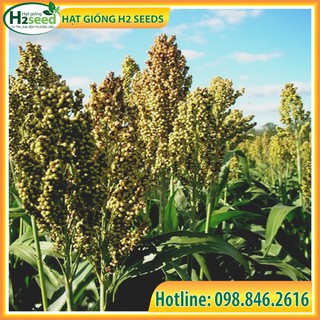 Hạt Giống Bo Bo - Gói 1kg - (Hạt Ý Dĩ) - Thực phẩm Giàu Dinh Dưỡng cho chăn nuôi