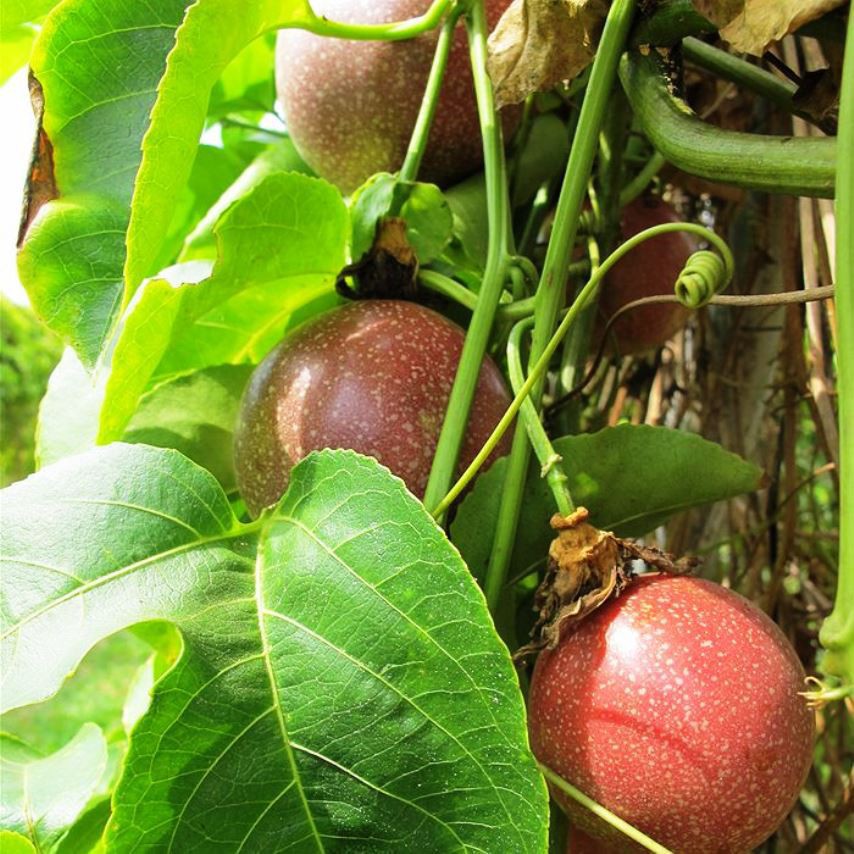Hạt giống chanh dây tím ta 1 gói 20 hạt