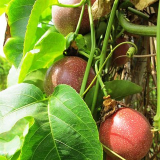 Hạt giống Chanh dây tím ( chanh leo  )  Gói 20 hạt
