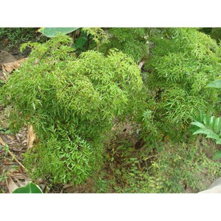 cây đinh lăng lá nếp (lá nhỏ)