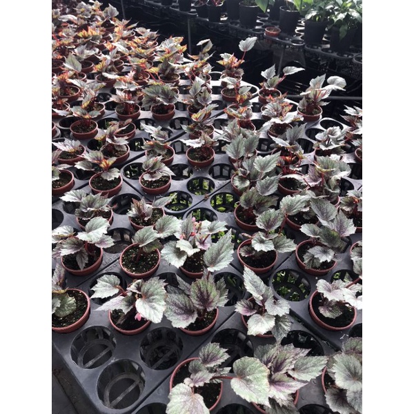 Chậu cứng Begonia shadow king cool white