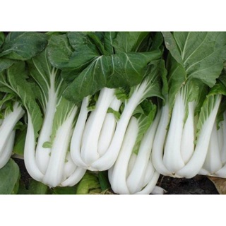 Hạt giống cải bẹ trắng