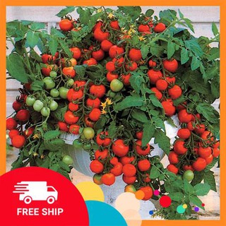 Hạt giống cà chua cherry lùn đỏ 30 hạt