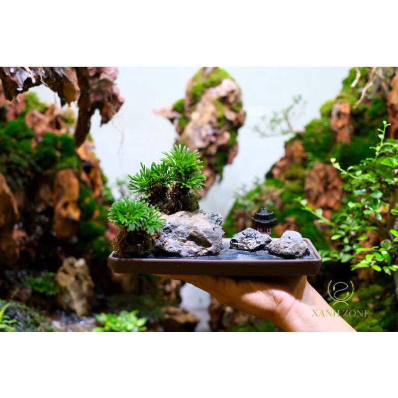 Trường sinh thảo, cây mini cây thân rễ thuần nước trồng bán cạn, terrarium, non bộ, làm tiểu cảnh