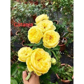 Cành Chiết Hoa Hồng Ngoại Catalina. (Giống Hoa Hồng)