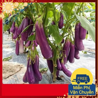 Hạt Giống Cà Tím Dài F1