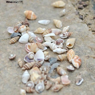 100 grvỏ ốc nhỏ trang trí