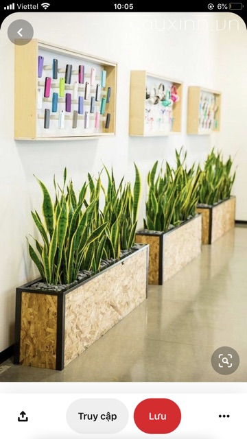 Cây Lưỡi Hổ