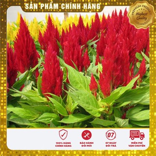 Hạt Giống Hoa Mào Gà Lửa Đỏ(100 hạt)