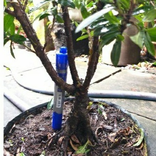 Trang vàng bonsai mini dạng phôi