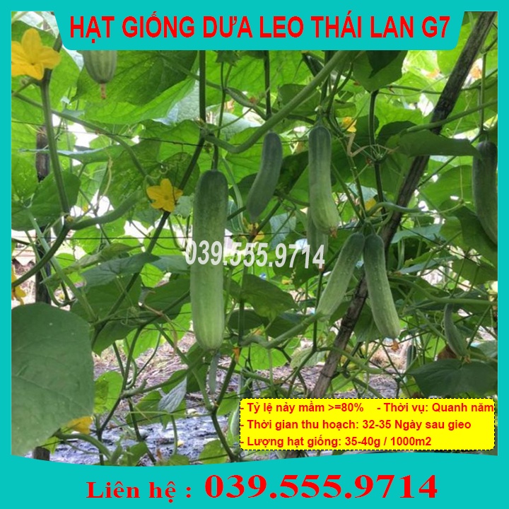 Hạt giống Dưa Leo F1 Napoli G7  – 1gram