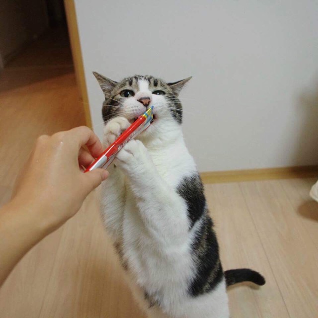 Ciao Chura súp thưởng cho mèo