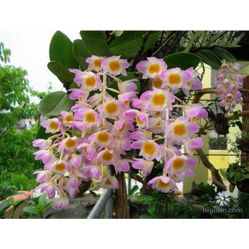 Hoa Lan Đột Biiesn Kiều Tím Sỉ 5k