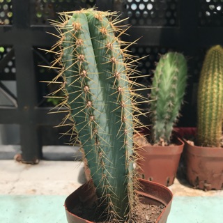 Xương rồng trụ Cẩm thạch (cao 12-13cm)