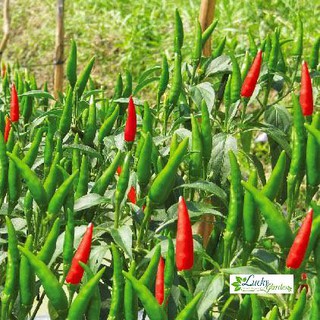 1g Hạt giống Ớt chỉ thiên (tặng gói Kích nẩy mầm và Hướng dẫn) XTRA