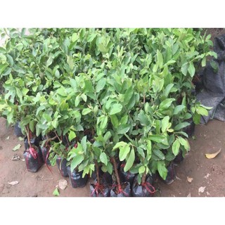 Cây ổi nữ hoàng 30K