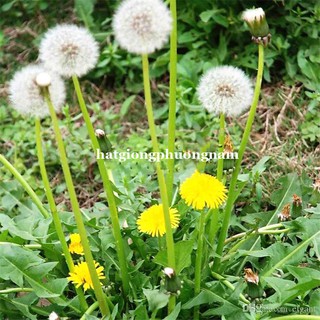 1 GRAM - HẠT GIỐNG THẢO DƯỢC BỒ CÔNG ANH LÙN HOA VÀNG