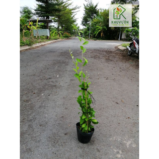 [Combo giá rẻ ] 5 Chậu cúc tần ấn độ